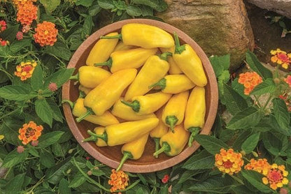 Pepper (Sweet) Lemon Dream Seeds