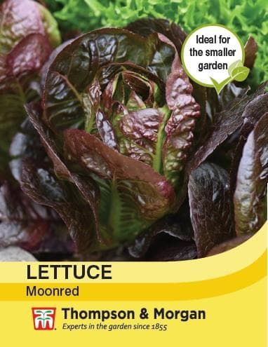 Thompson & Morgan Lettuce Cos Moonred 200 seed