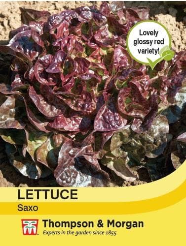 Thompson & Morgan Lettuce Saxo 250 seed