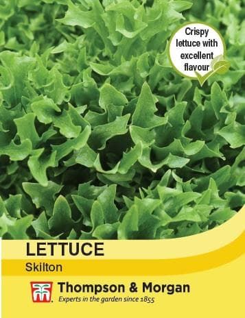 Thompson & Morgan Lettuce Skilton 200 seed