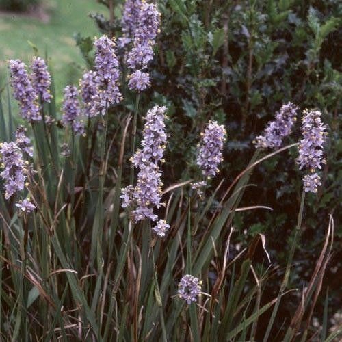 Libertia caerulescens Seeds