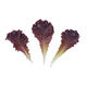 Lettuce Red Lollo Rossa Lidivia RZ - LS10647 Seeds