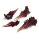 Lettuce Red Lollo Rossa Lidivia RZ - LS10647 Seeds