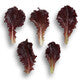 Lettuce Red Lollo Rossa Lidivia RZ - LS10647 Seeds