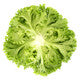 Lettuce Green Lollo Bionda LIMASSOL RZ - LS10868 Seeds