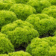 Lettuce Green Lollo Bionda LIMASSOL RZ - LS10868 Seeds