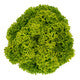 Lettuce Green Leaf Lisboa RZ  - LS11011 Seeds Lisboa