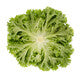 Lettuce Green Leaf Lisboa RZ  - LS11011 Seeds Lisboa
