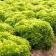 Lettuce Green Leaf Lisboa RZ  - LS11011 Seeds Lisboa