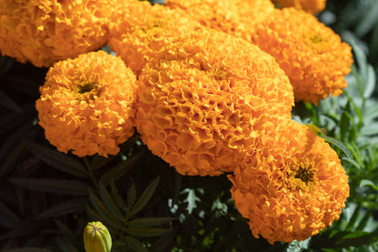 African Marigold Olleya Seeds