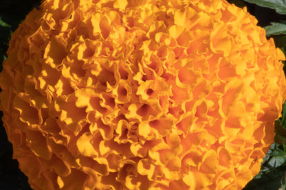 African Marigold Olleya Seeds