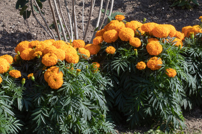 African Marigold Olleya Seeds
