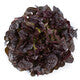 Lettuce Triple Red Oakleaf Macai� RZ - LS10750 Seeds