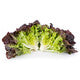 Lettuce Triple Red Oakleaf Macai� RZ - LS10750 Seeds