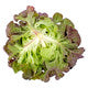 Lettuce Triple Red Oakleaf Macai� RZ - LS10750 Seeds
