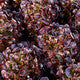 Lettuce Triple Red Oakleaf Macai� RZ - LS10750 Seeds