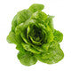 Lettuce Open Heart Cos Madelona RZ - LS10670 Seeds