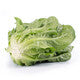 Lettuce Open Heart Cos Madelona RZ - LS10670 Seeds