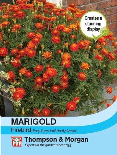 Thompson & Morgan Marigold Firebird 50 seed