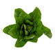 Lettuce Open Heart Cos MELITONA RZ - LS10967 Seeds