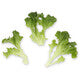 Lettuce Green Incised Mistergus RZ - LS11200 Seeds