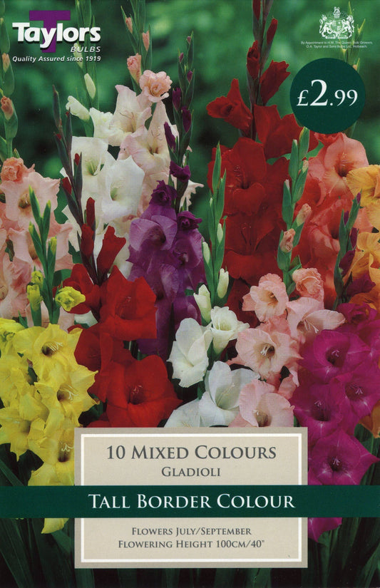 Taylors - Garden Gladioli - Mixed Colours - 10 Bulbs