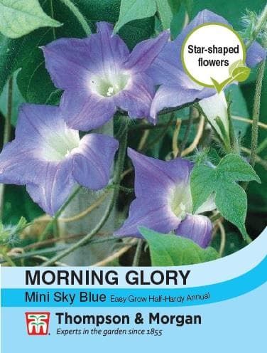 Thompson & Morgan Morning Glory Mini Sky Blue 30 seed