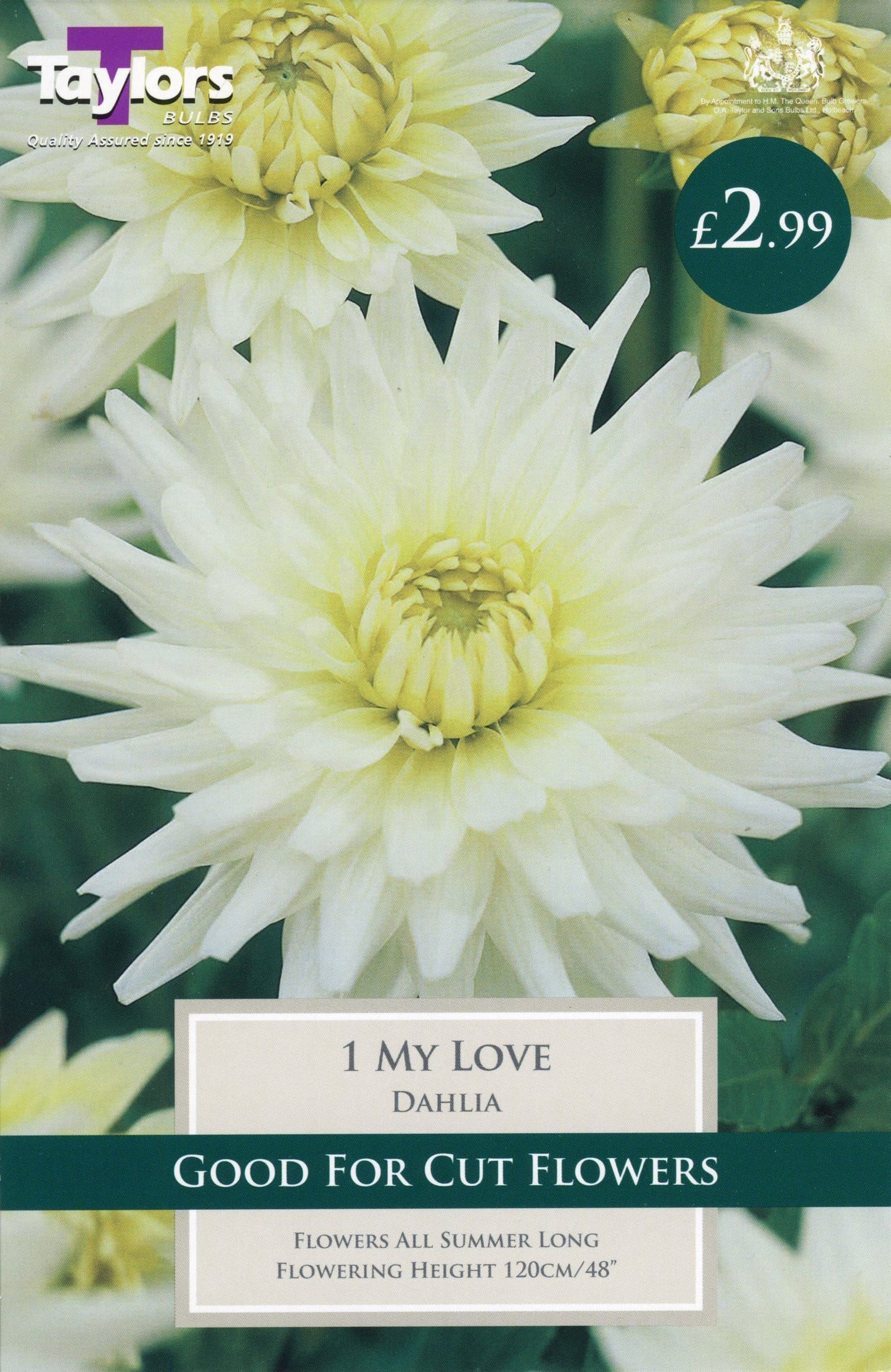 Taylors Flower - Dahlia - Cactus Type - My Love - 1 Tuber