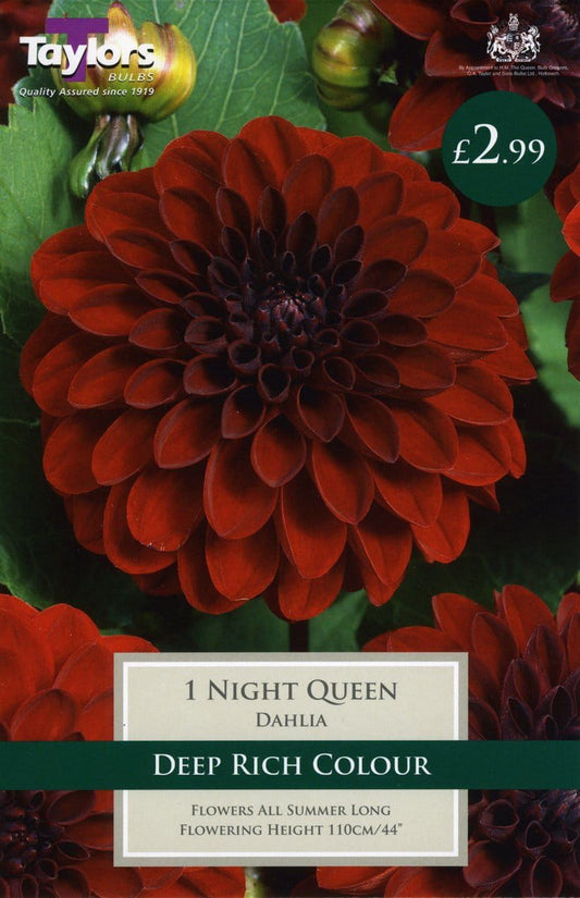 Taylors Dahlia - Dinner Plate Type - Night Queen - 1 Tuber