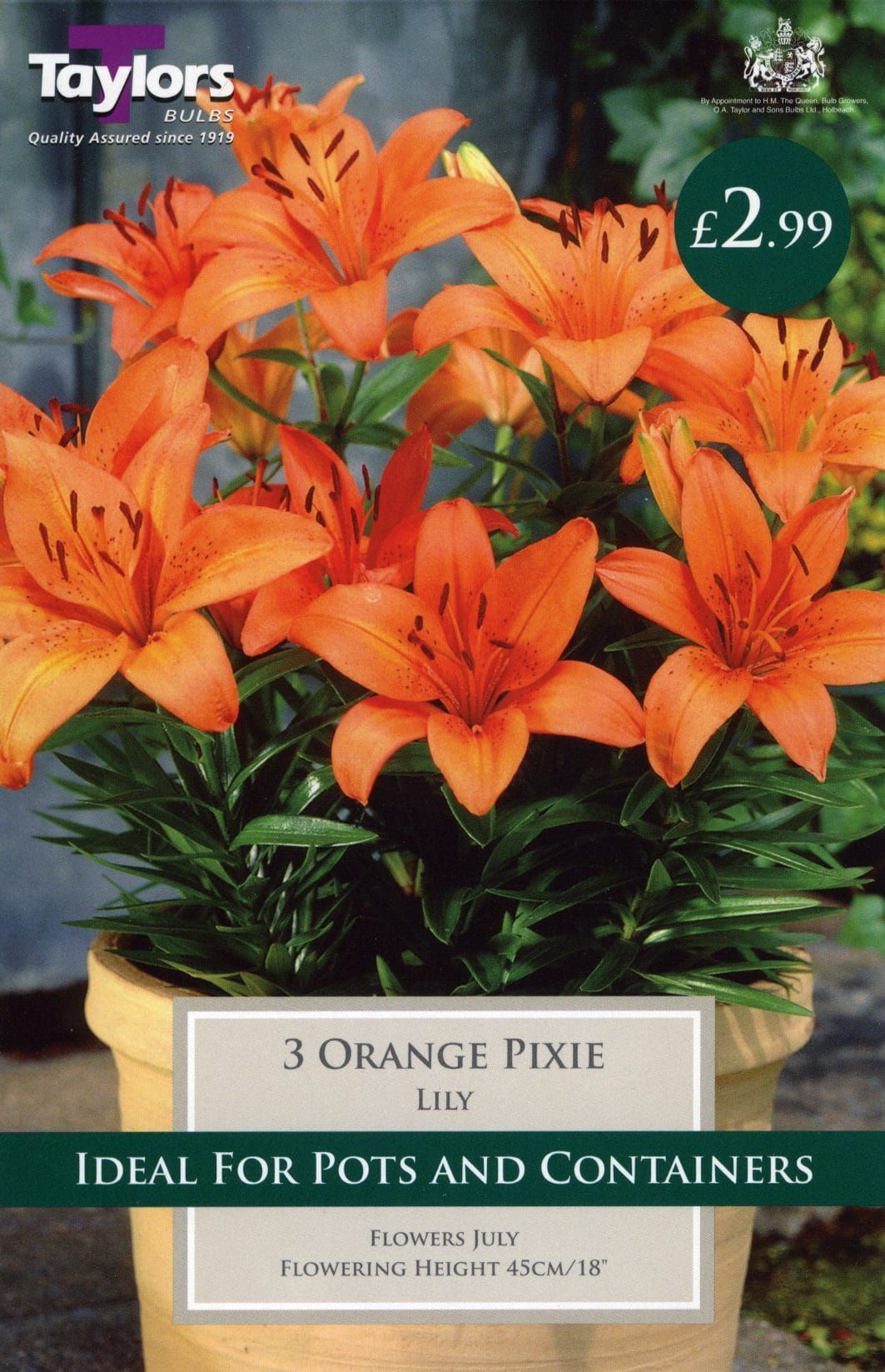 Taylors Flower - Lily - Orange Pixie - Patio Pot Lilies - 3 Bulb