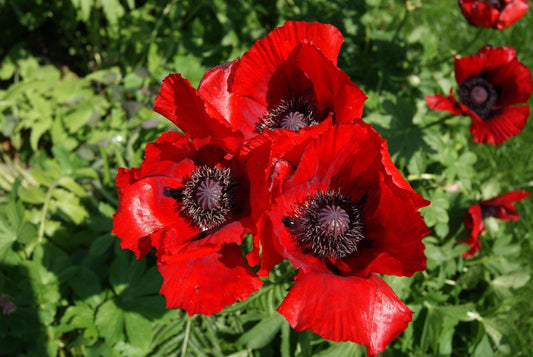 Oriental Poppy Beauty of Livermere Seeds