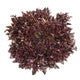 Lettuce Triple Red Incised Pamex RZ - LS11030 Seeds