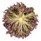 Lettuce Triple Red Incised Pamex RZ - LS11030 Seeds
