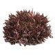 Lettuce Triple Red Incised Pamex RZ - LS11030 Seeds