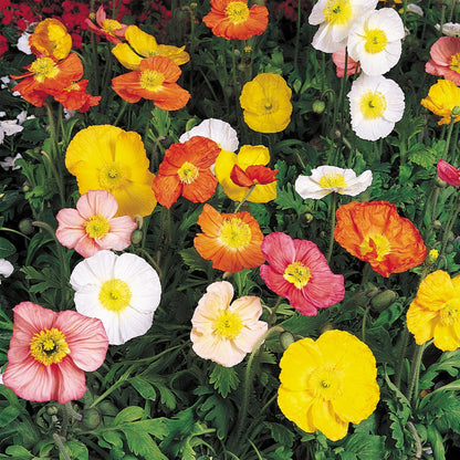 Papaver Champagne Bubbles Mix Seeds