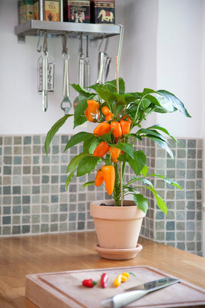 Sweet Pepper Snack Pepper Orange Seeds
