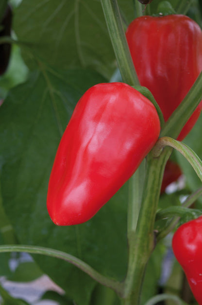 Sweet Pepper Snack Red Seeds