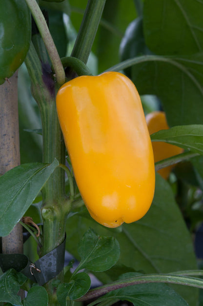 Sweet Pepper Snack Pepper Yellow Seeds