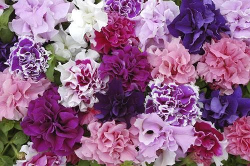 Petunia Double Pirouette Mix Seeds