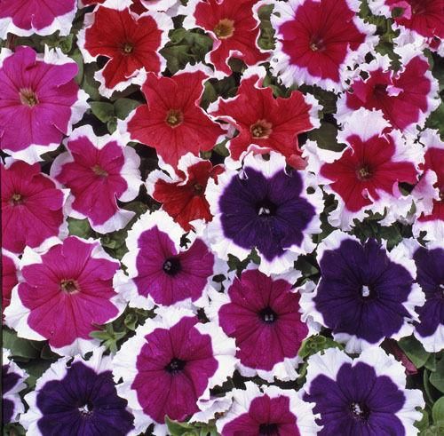 Petunia Express Ice Mixed F1 Hybrid Seeds