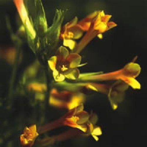 Polemonium Pauciflorum Sulphur Trumpets Seeds