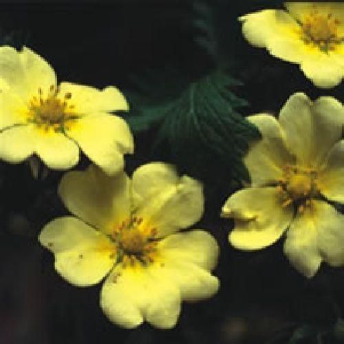 Potentilla recta Sulphurea Seeds