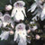 Prostanthera Lasianthos Christmas Bush