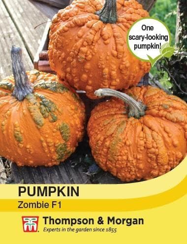 Thompson & Morgan Pumpkin Zombie F1 Hybrid 4 seed