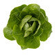 Lettuce Baby Cos Rabello RZ - LS11182 Seeds