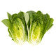 Lettuce Baby Cos Rabello RZ - LS11182 Seeds