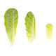 Lettuce Baby Cos Rabello RZ - LS11182 Seeds