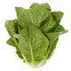 Lettuce Small Green Cos Rafael RZ - LS10489 Seeds