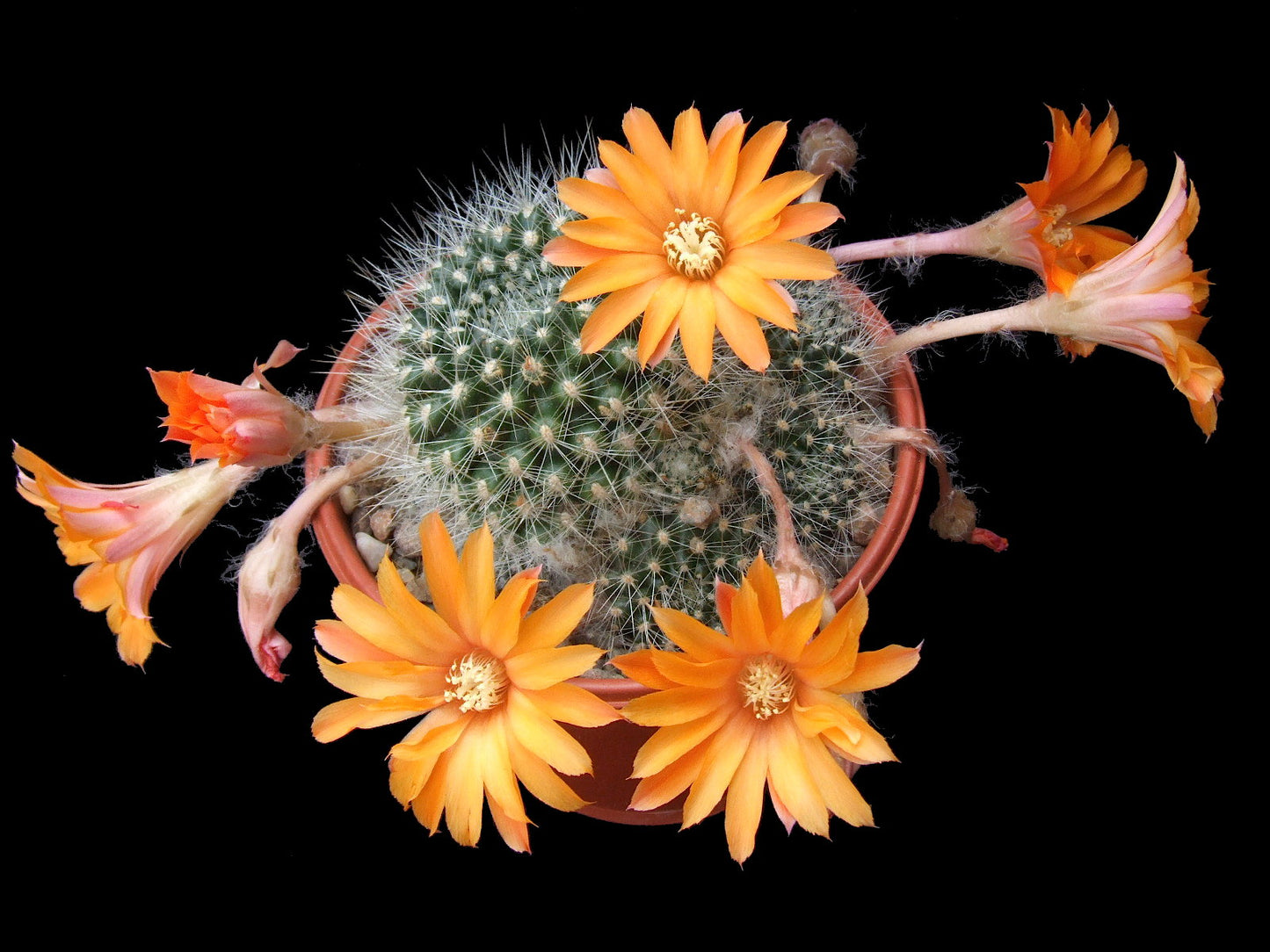 Cactus - Rebutia flavistyla Seeds
