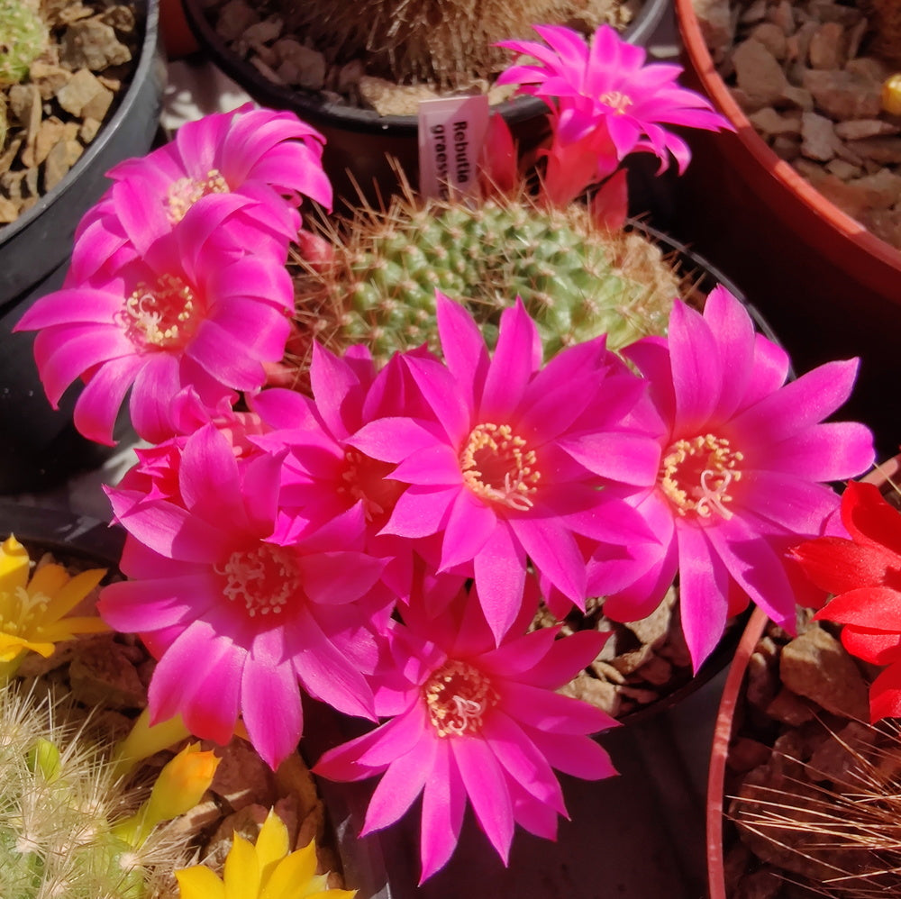 Cactus - The Collectors Flowering Mix Seeds